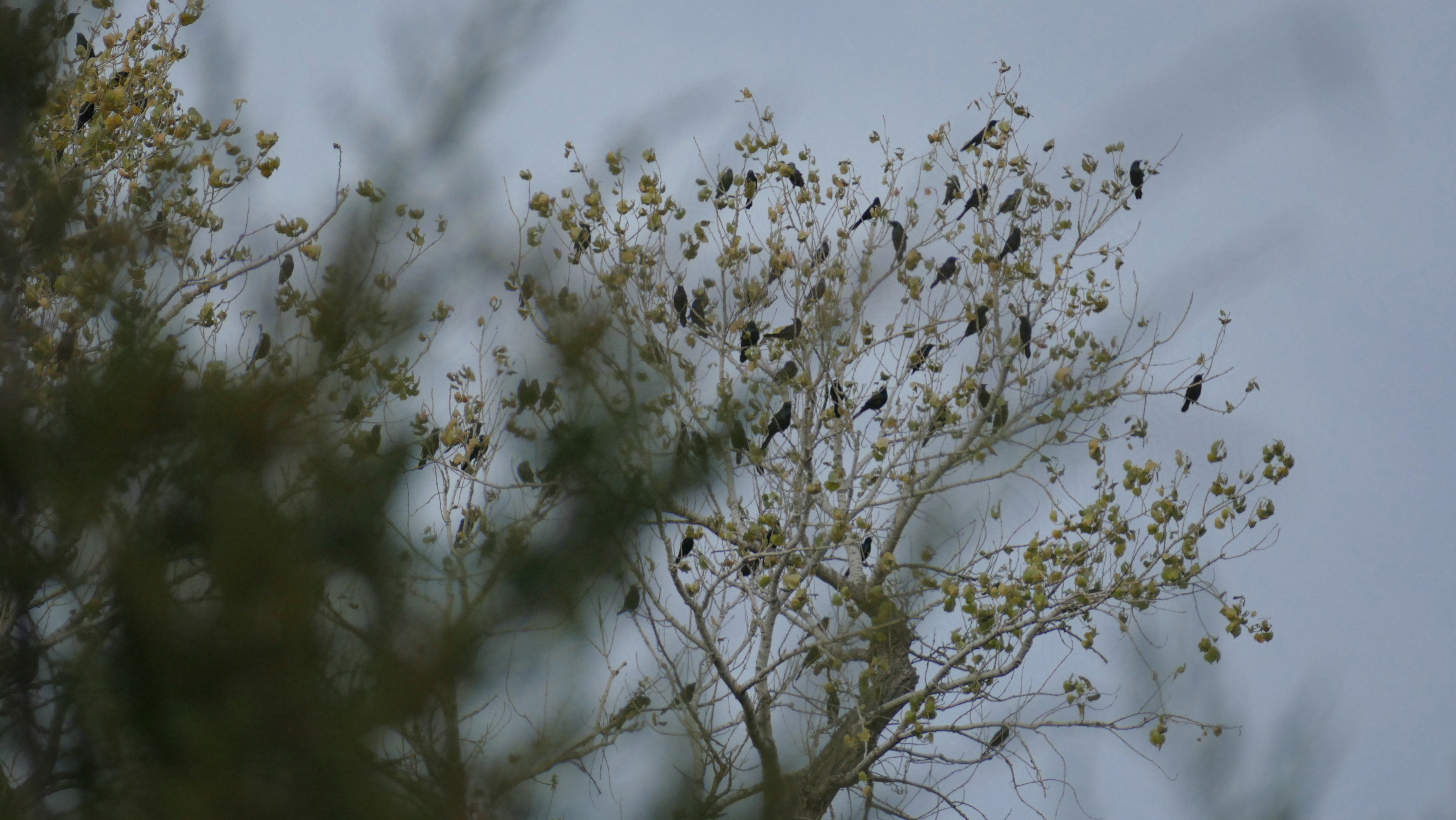 Birds