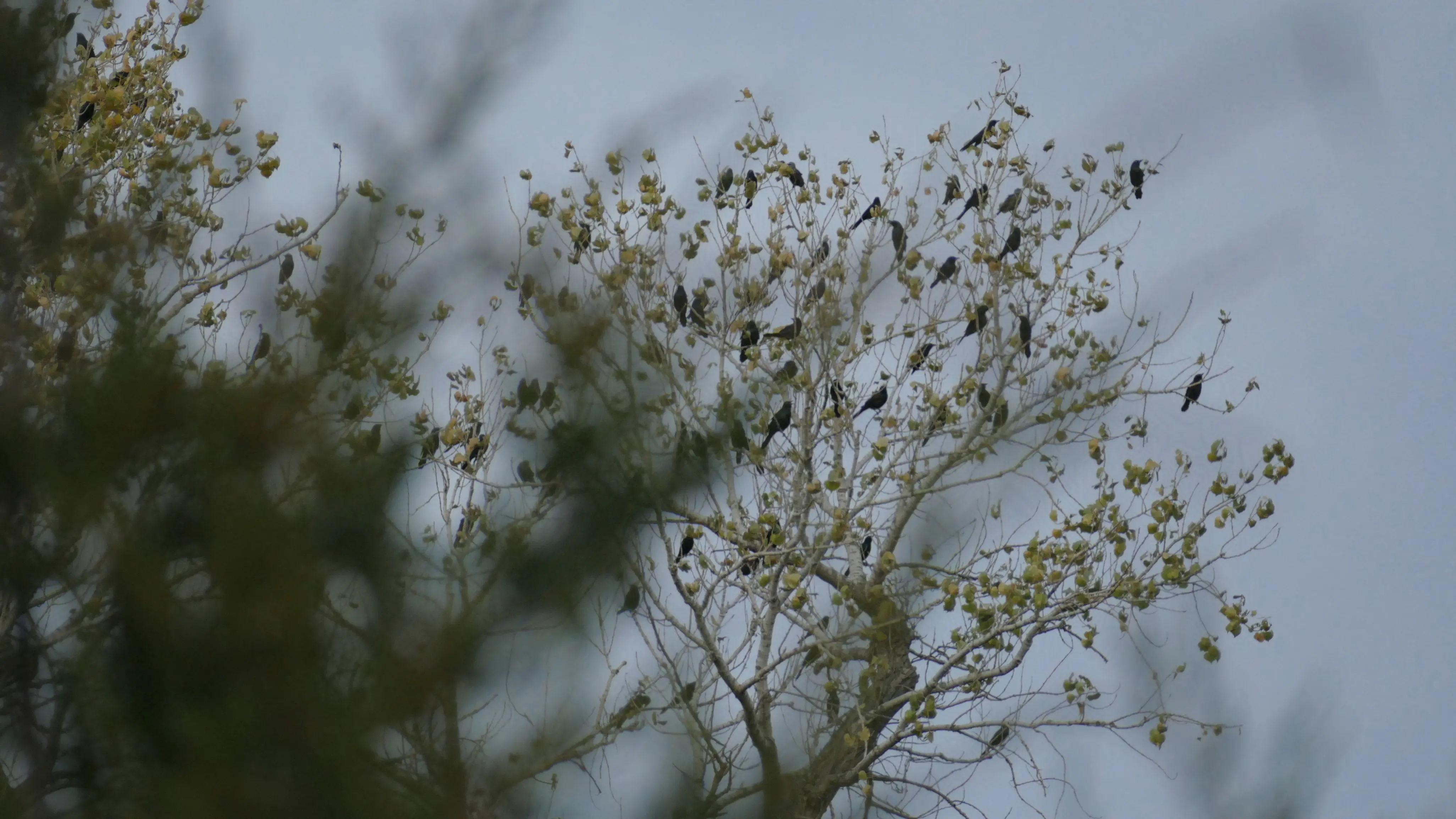 Birds