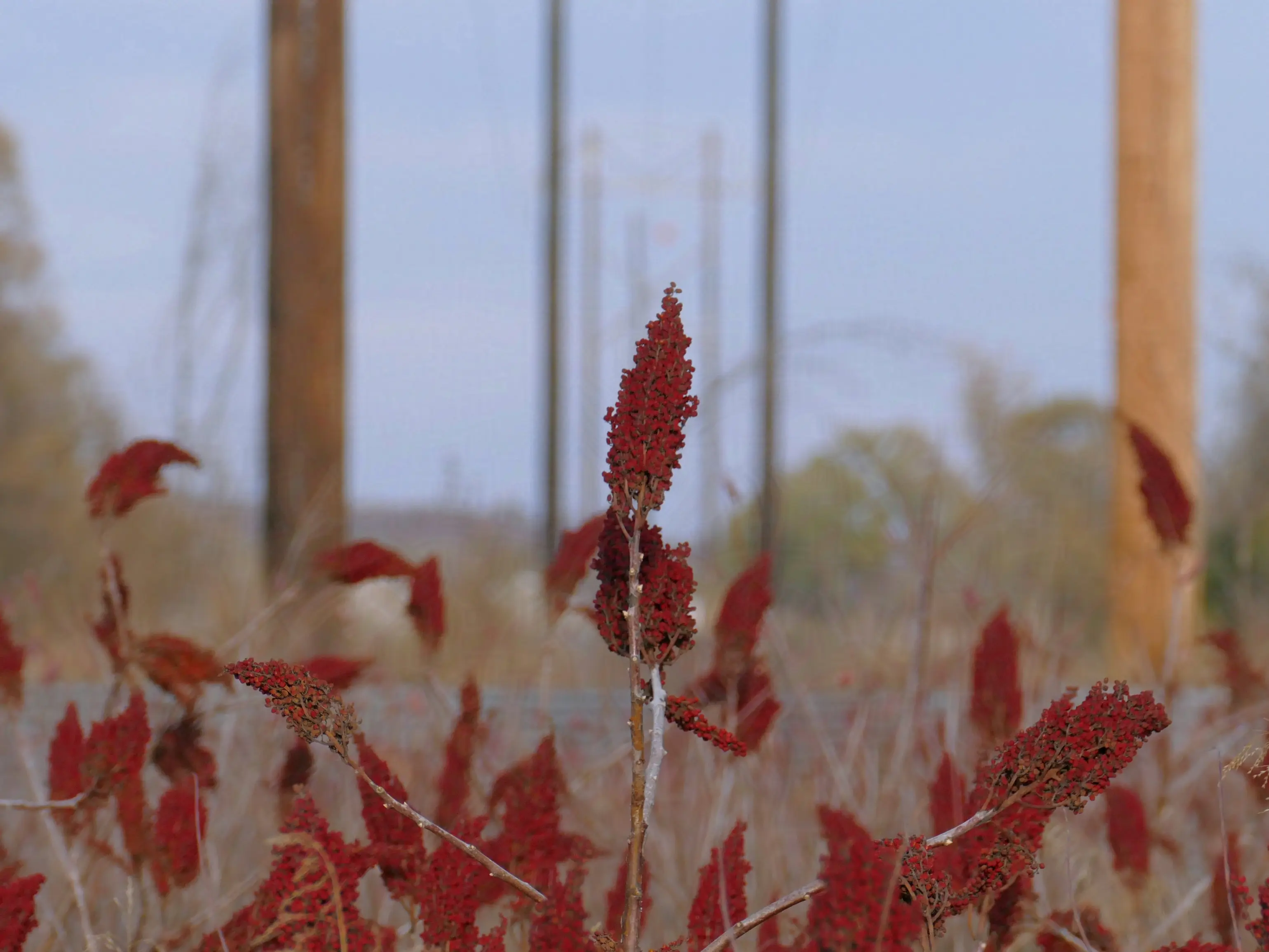 Rhus